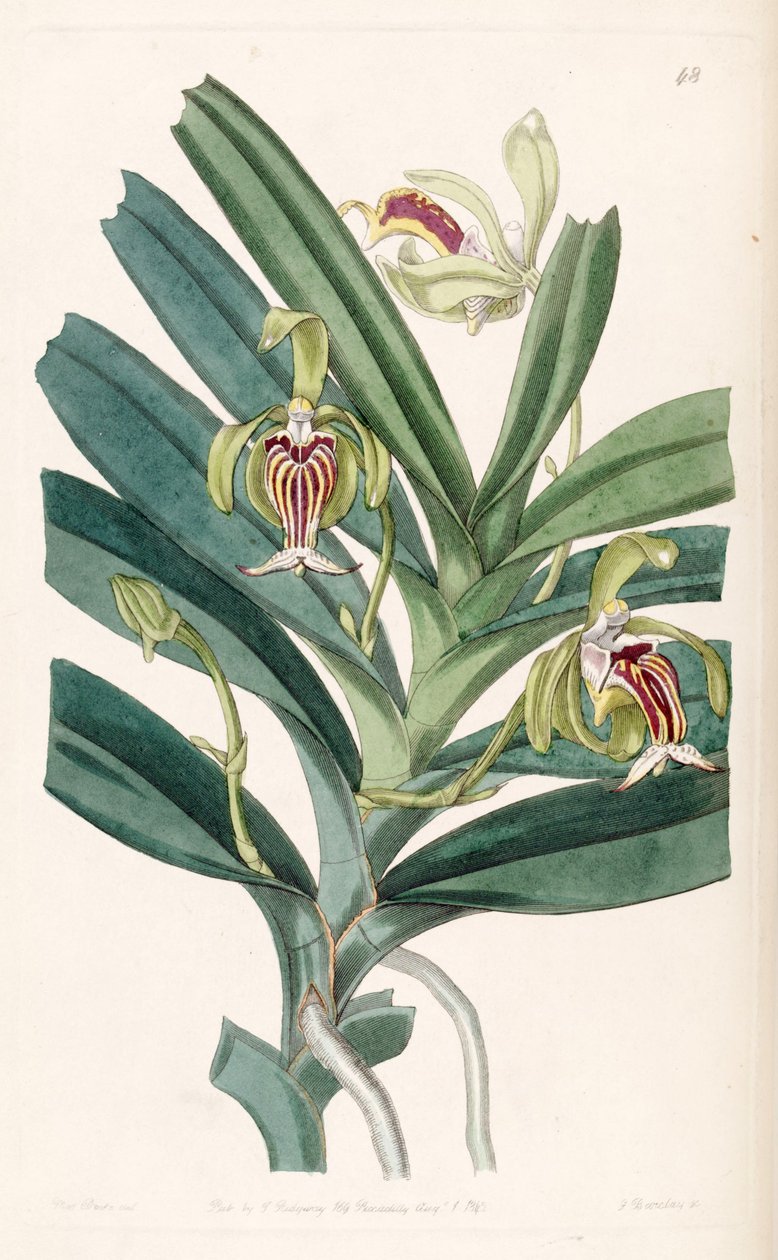 Vanda cristata von Miss Drake