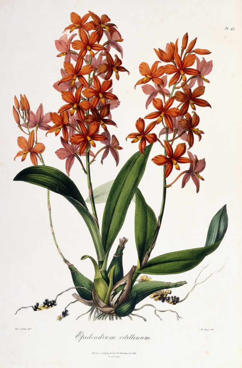 Epidendrum Vitellinum, ca. 1837-41 von Miss Drake