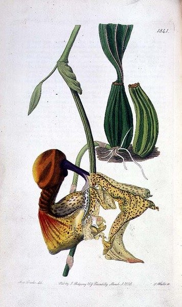 Orchidee: Laelia autumnalis, veröffentlicht von I. Ridgway von Miss Drake