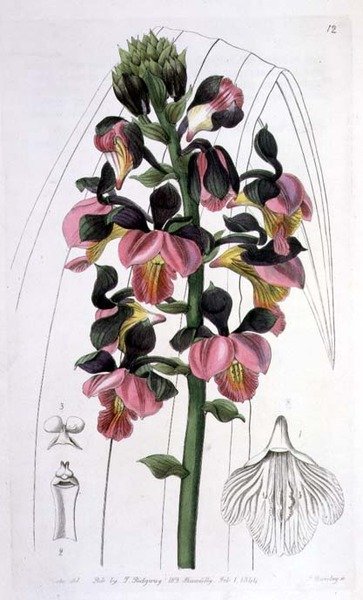 Orchis Lissochilus Roseus, veröffentlicht von I. Ridgway von Miss Drake