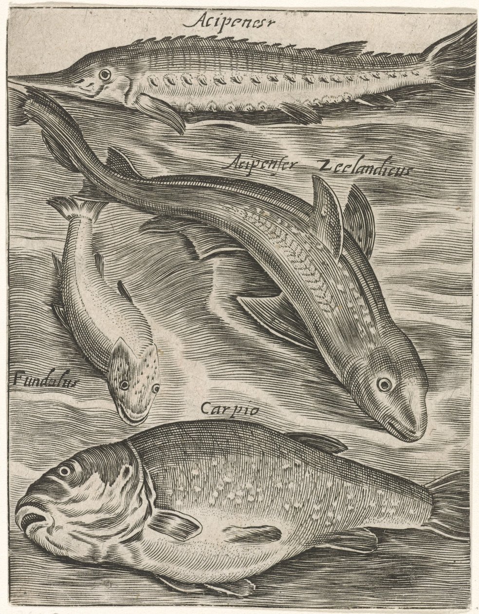 Studienblatt mit Fischen (Piscium vivae icones) von Monogrammist P+P
