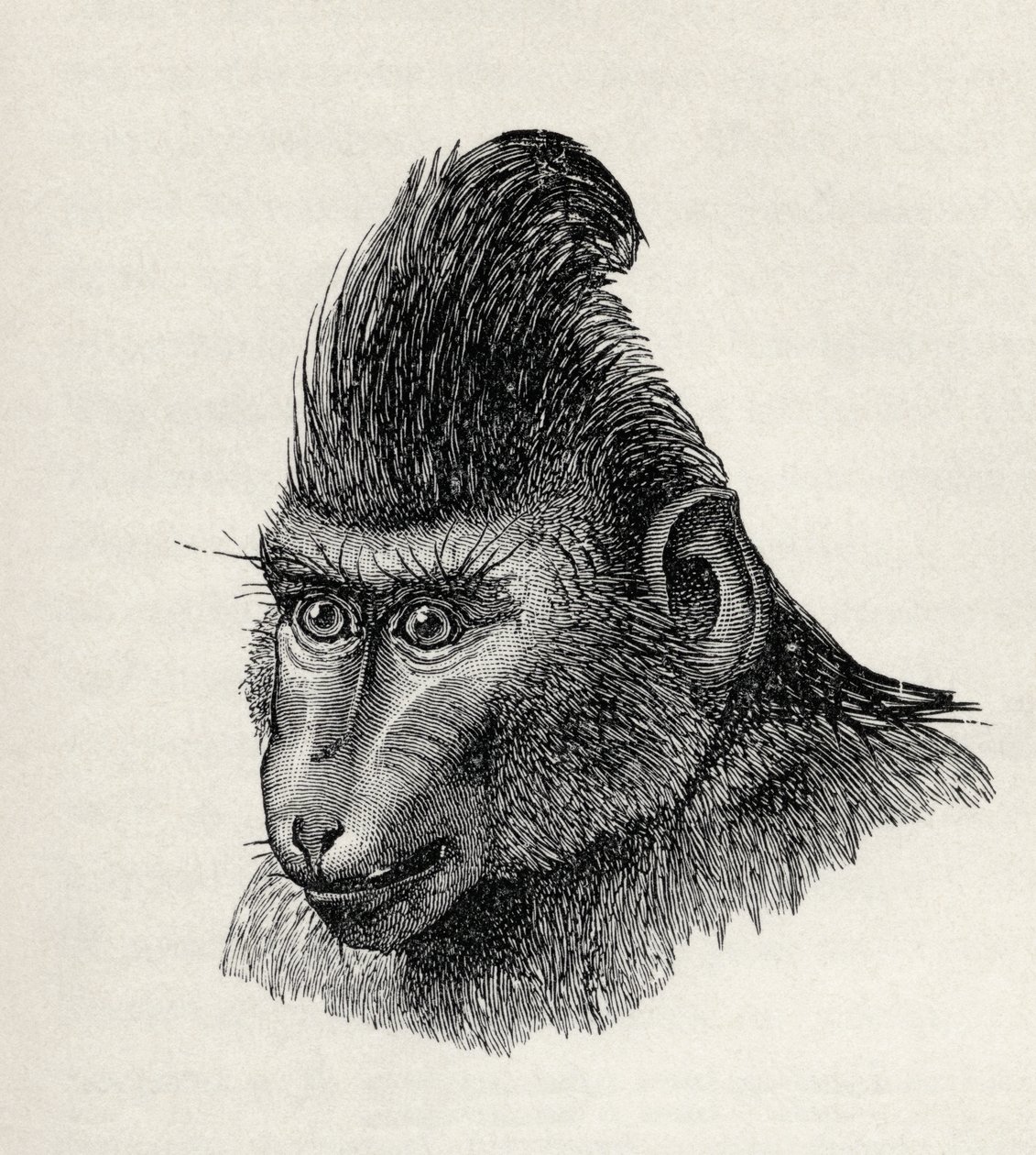 Cynopithecus niger in einem ruhigen Zustand, aus Charles Darwins 