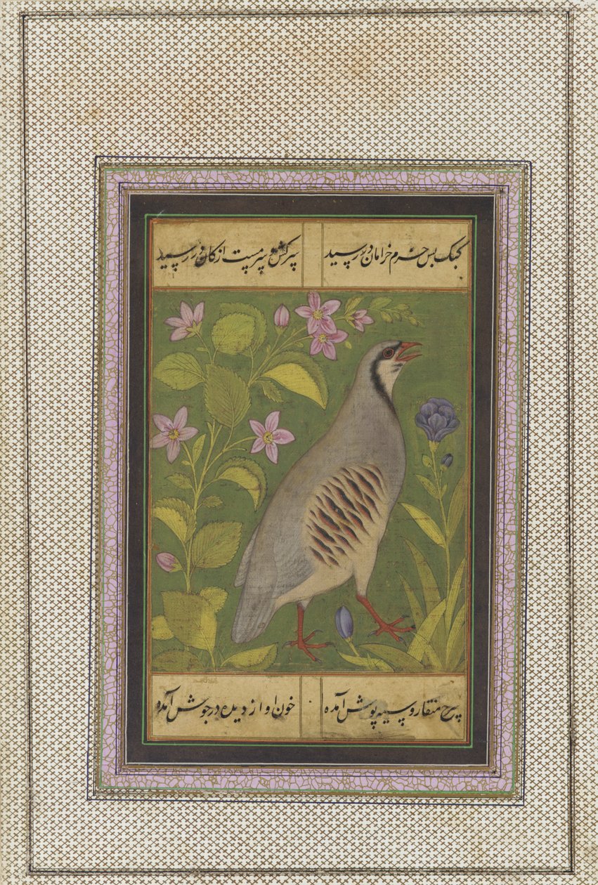 Ein Chukar-Rebhuhn, Manuskriptfolio mit Malerei, spätes 16. Jahrhundert von Mughal School
