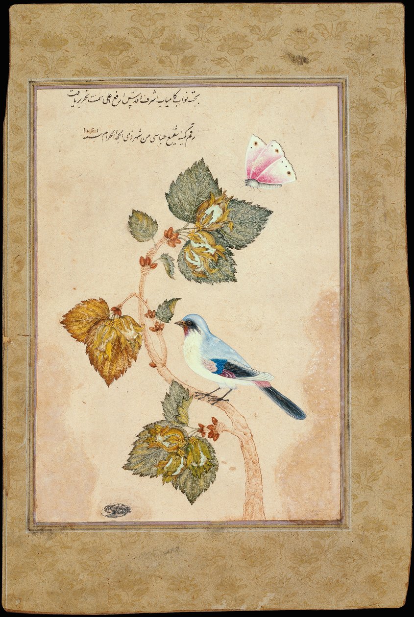 Ein Vogel auf einem Haselzweig von Muhammad Shafi Abbasi
