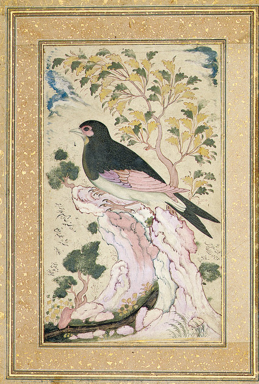 Vogel auf einem Felsen sitzend, 1684 von Muin Musavvir