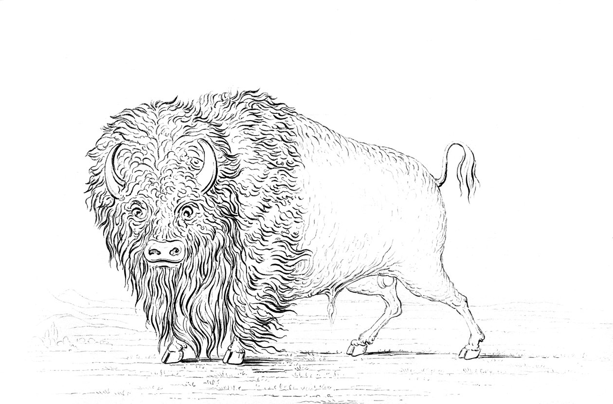 Büffel, 1841 von Myers and Co