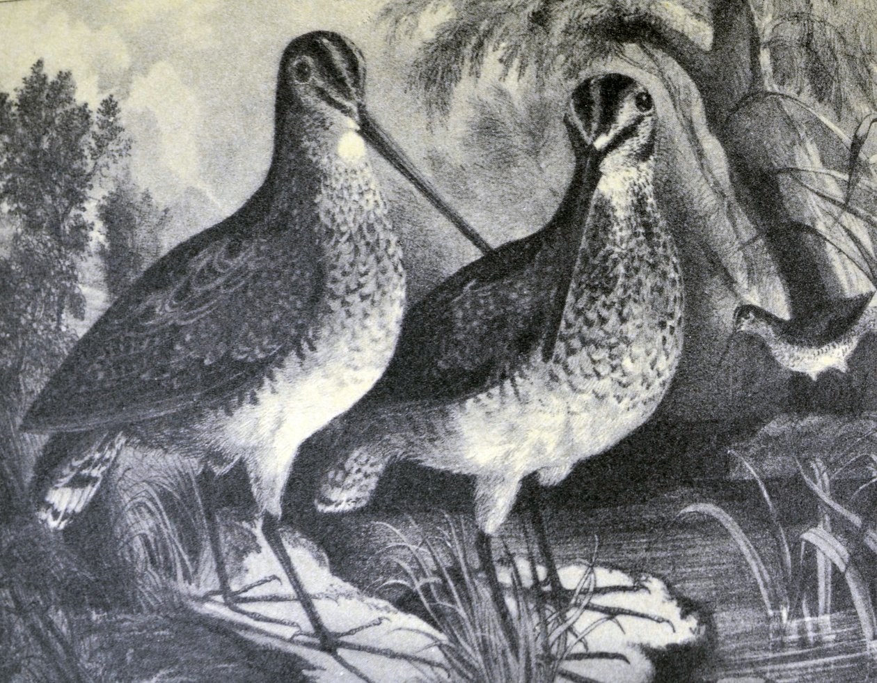 Englische Schnepfe von N. and Ives, J.M. Currier