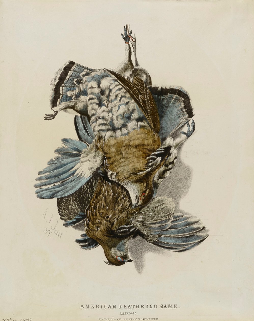 Amerikanisches Federwild - Rebhühner von Nathaniel Currier