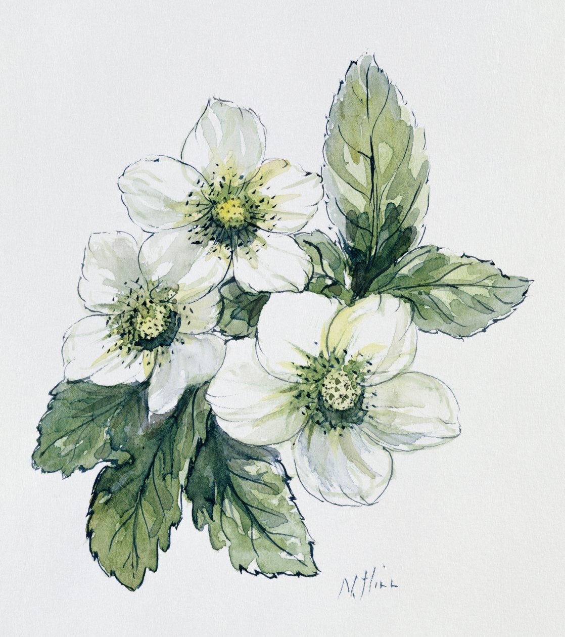 Christrose von Nell Hill
