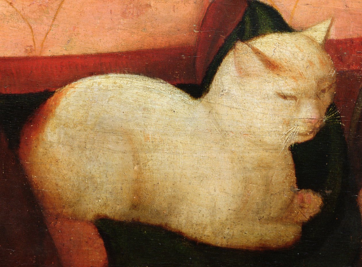 Eine weiße Katze (Detail) von Niccolo Frangipane