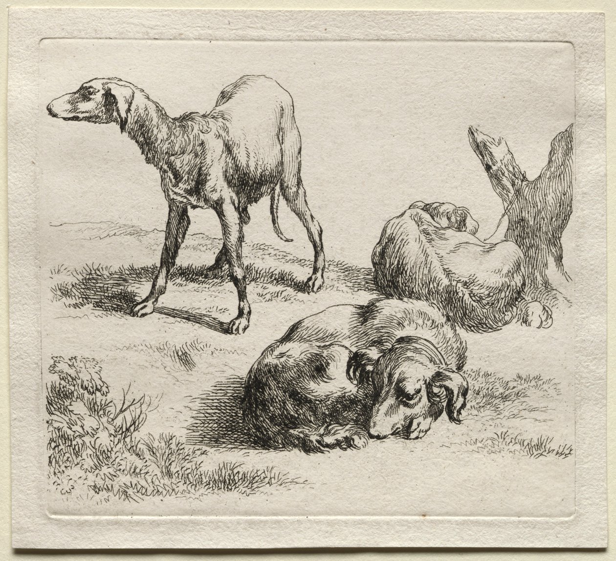 Drei Jagdhunde von Nicolaes Pietersz. Berchem