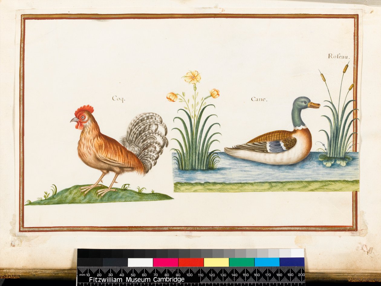 Ein Hahn und eine Stockente von Nicolas Robert