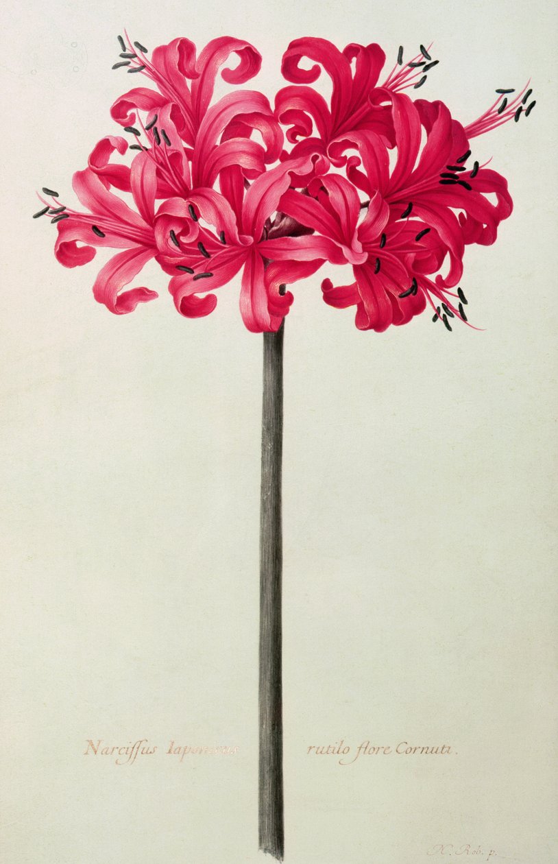 Amaryllis Sarniensis oder Narzisse von Nicolas Robert