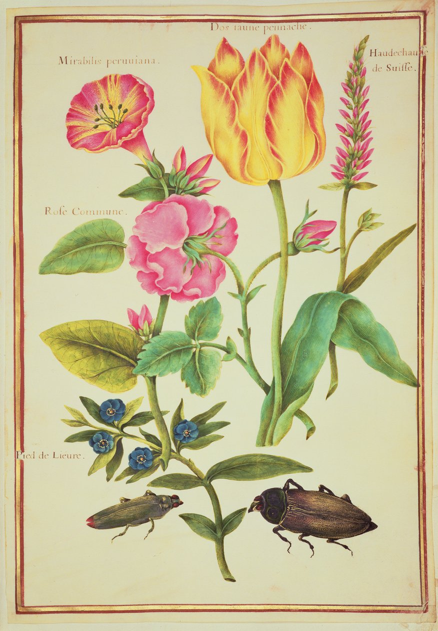 PD.109-1973.f23 Blumenstudien von Nicolas Robert
