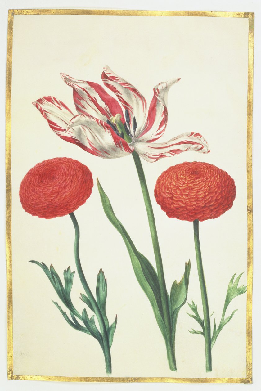 Tulpe und Dahlien, ca. 1675 von Nicolas Robert