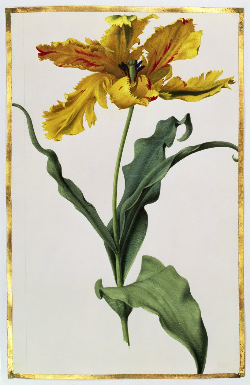 Tulpe, ca. 1675 von Nicolas Robert