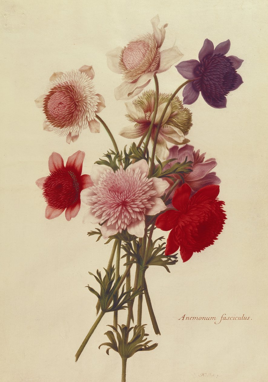 Unbekanntes Bild von Nicolas Robert