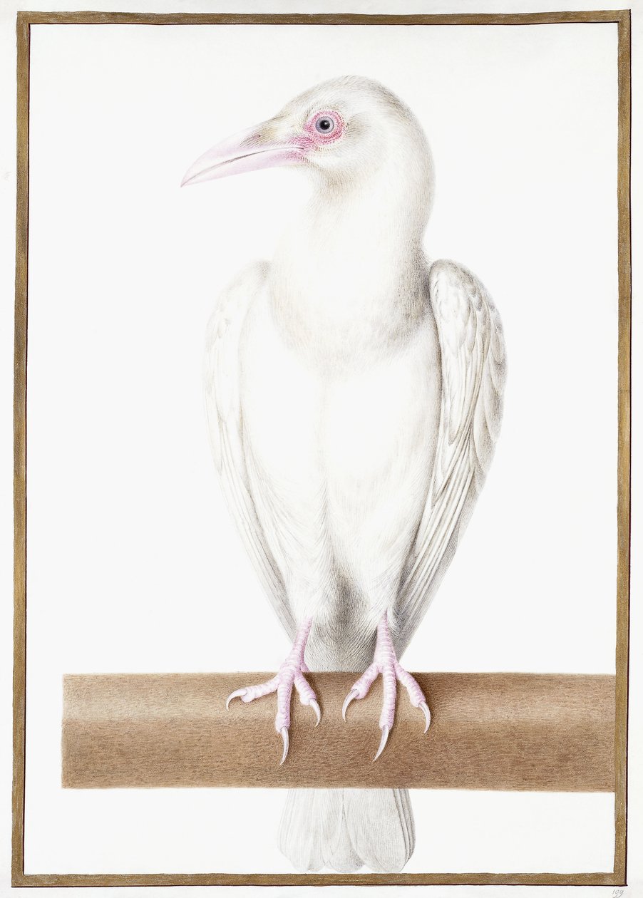 Albino-Krähe von Nicolas Robert