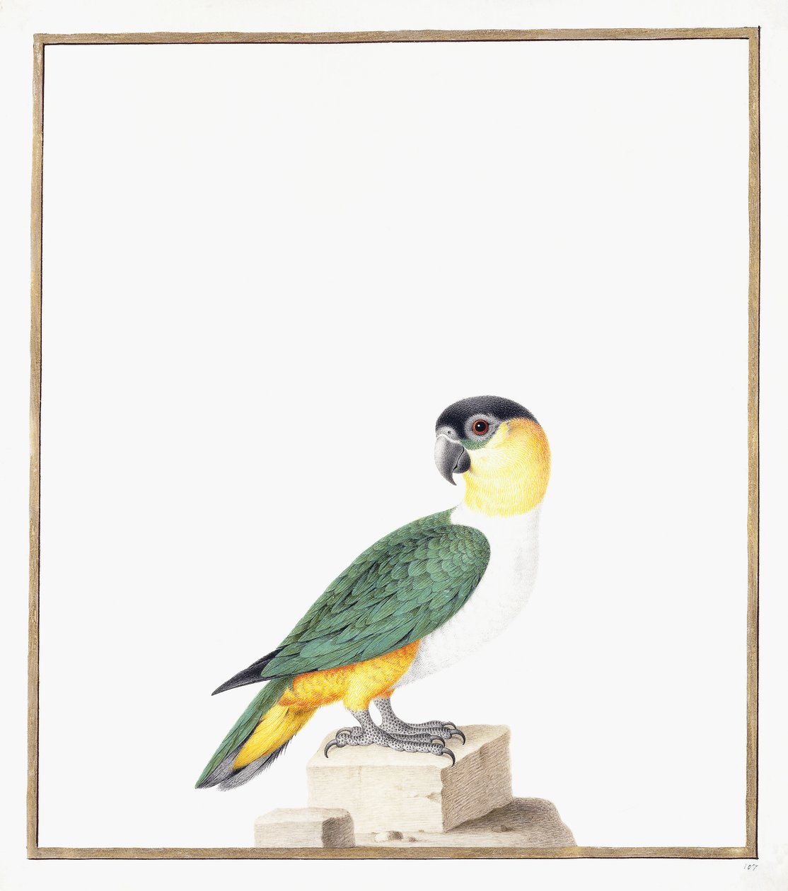 Schwarzhaubenpapagei von Nicolas Robert
