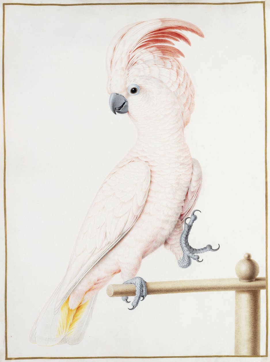 Major Mitchells Kakadu von Nicolas Robert