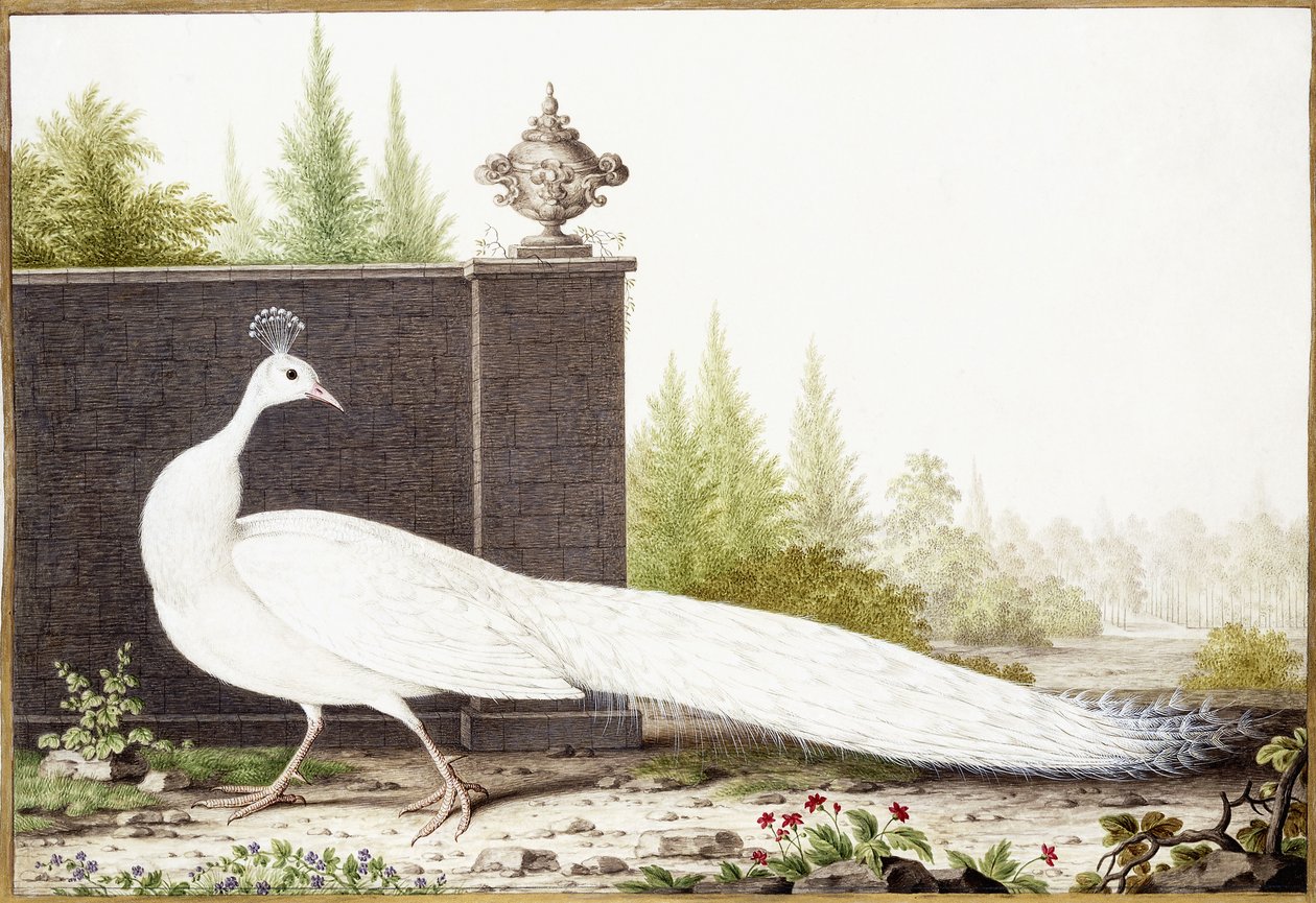 Weißer Pfau von Nicolas Robert