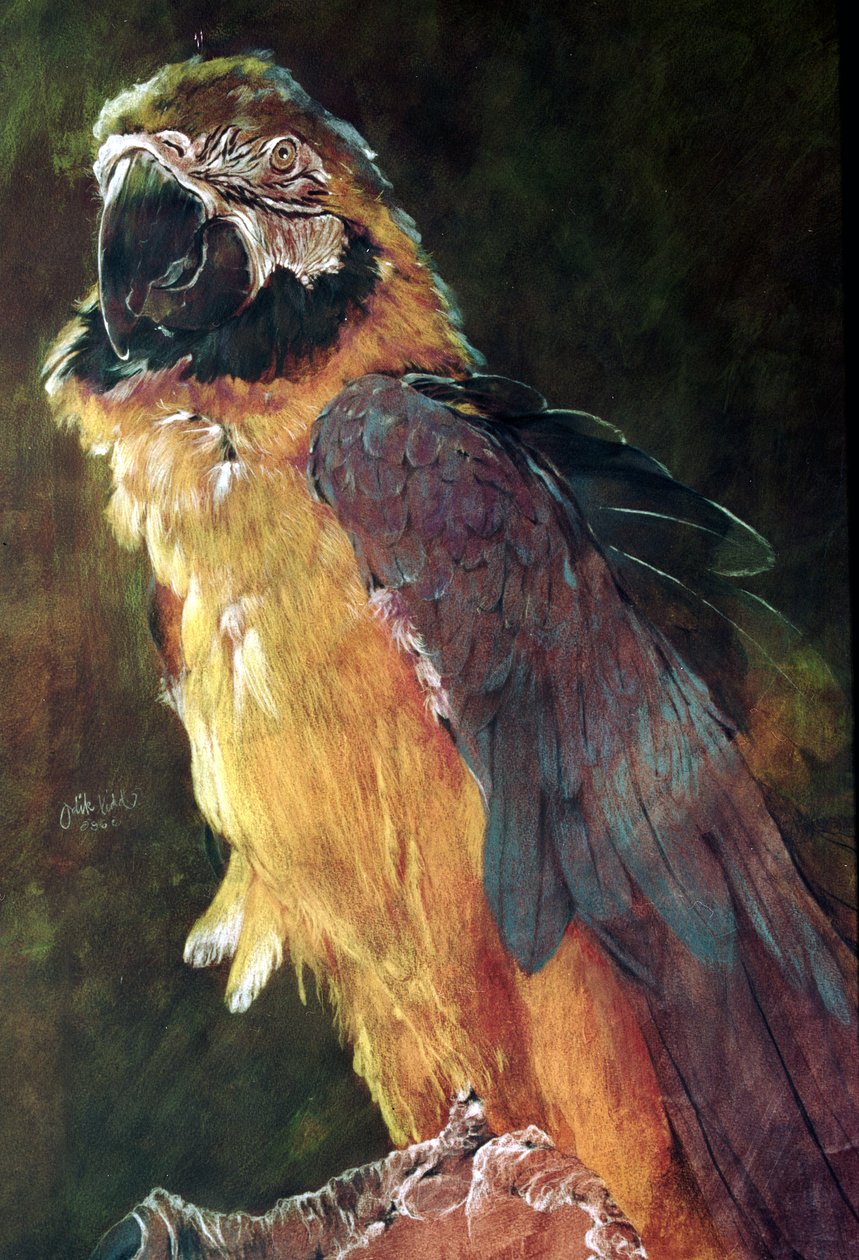 Blau-goldener Ara von Odile Kidd