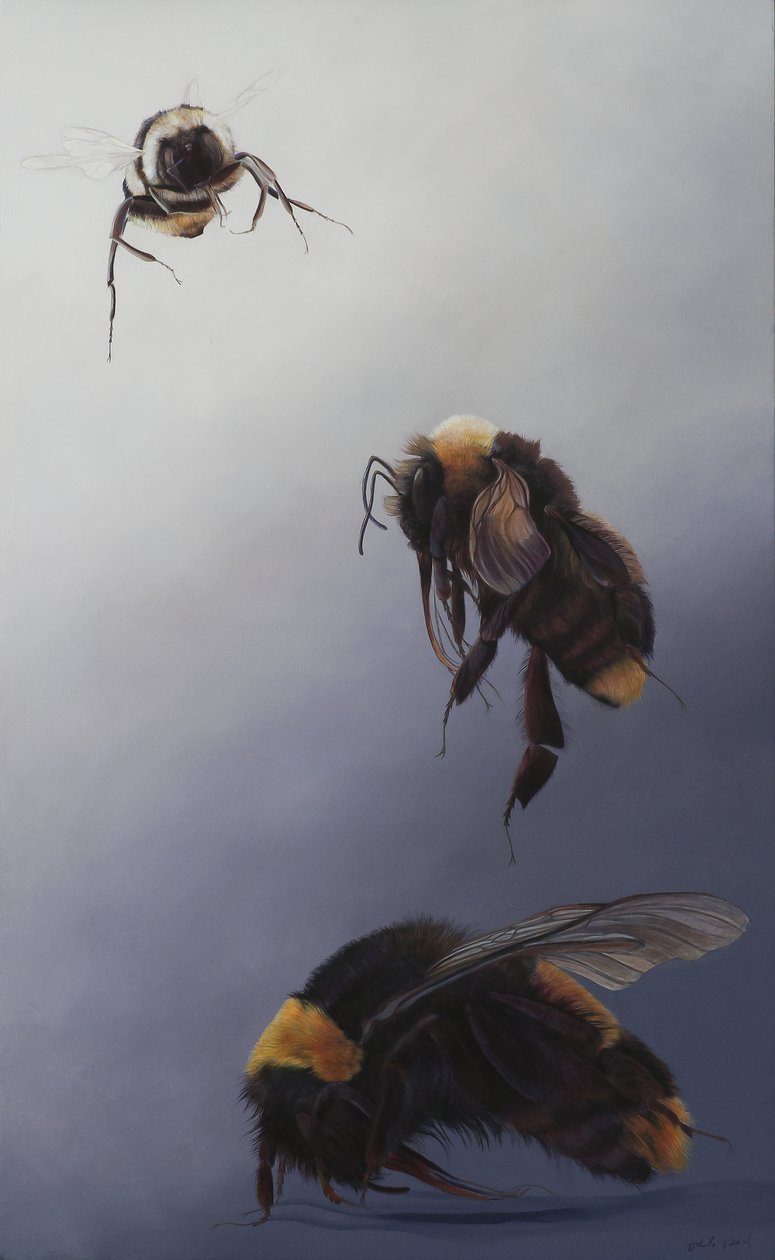 Bombus Flug 2, 2011 von Odile Kidd