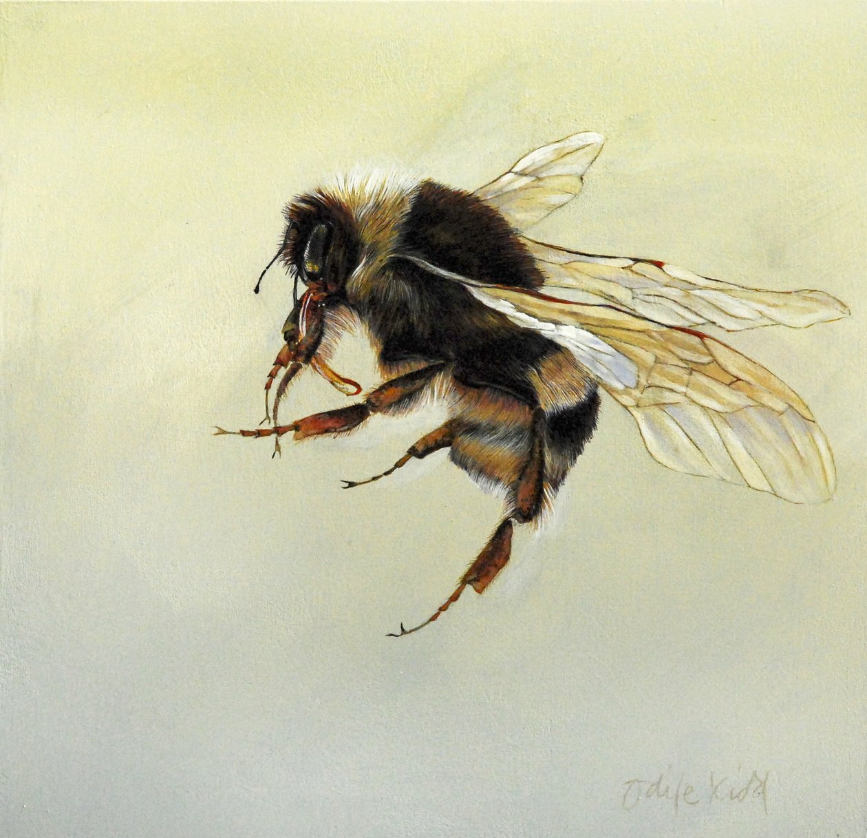 Bombus terrestris 4, 2011 von Odile Kidd