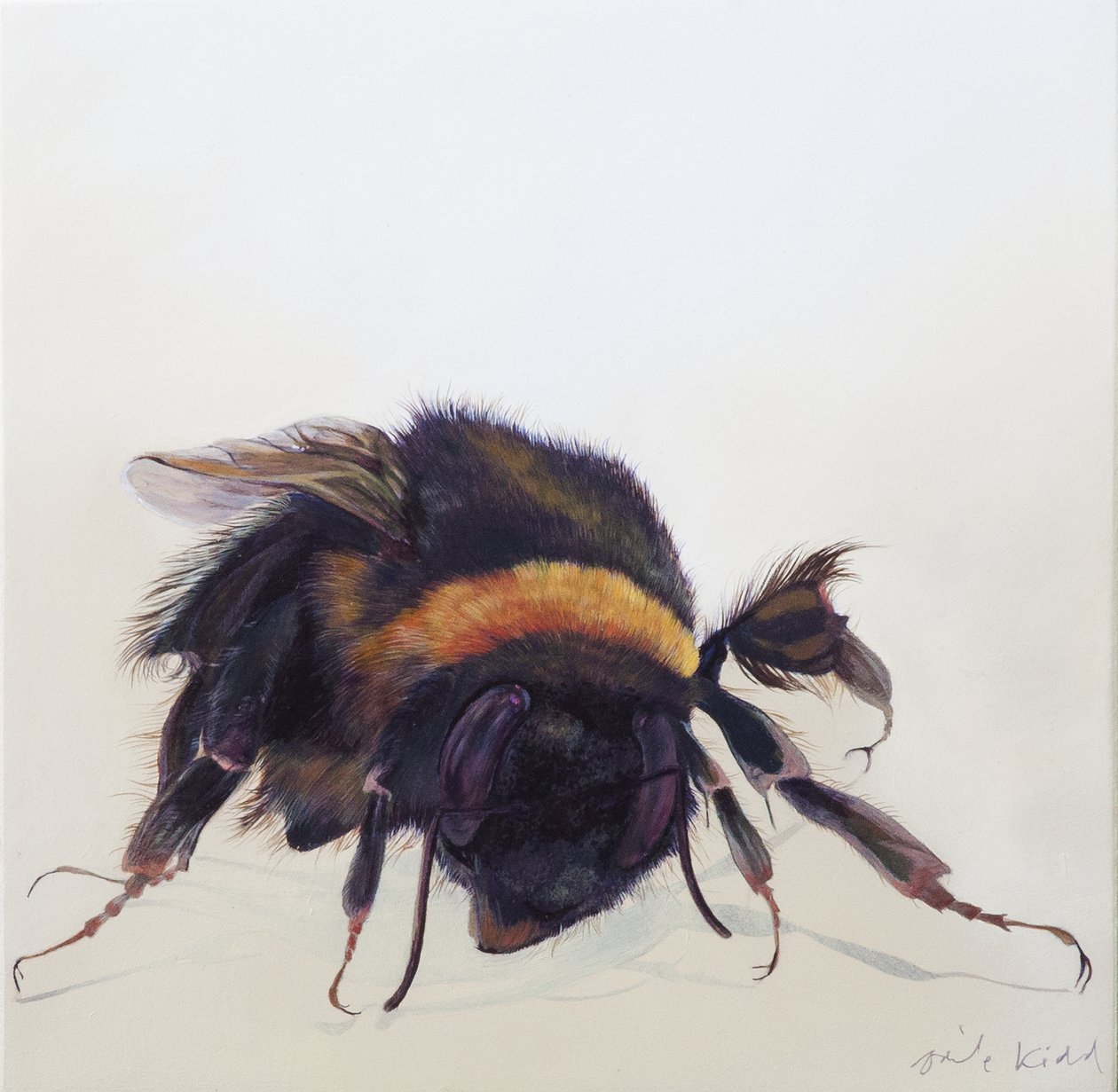 Bombus terrestris 9, 2013 von Odile Kidd