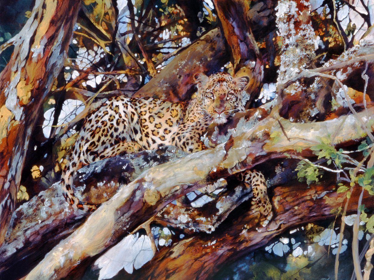 Kenianischer Leopard von Odile Kidd