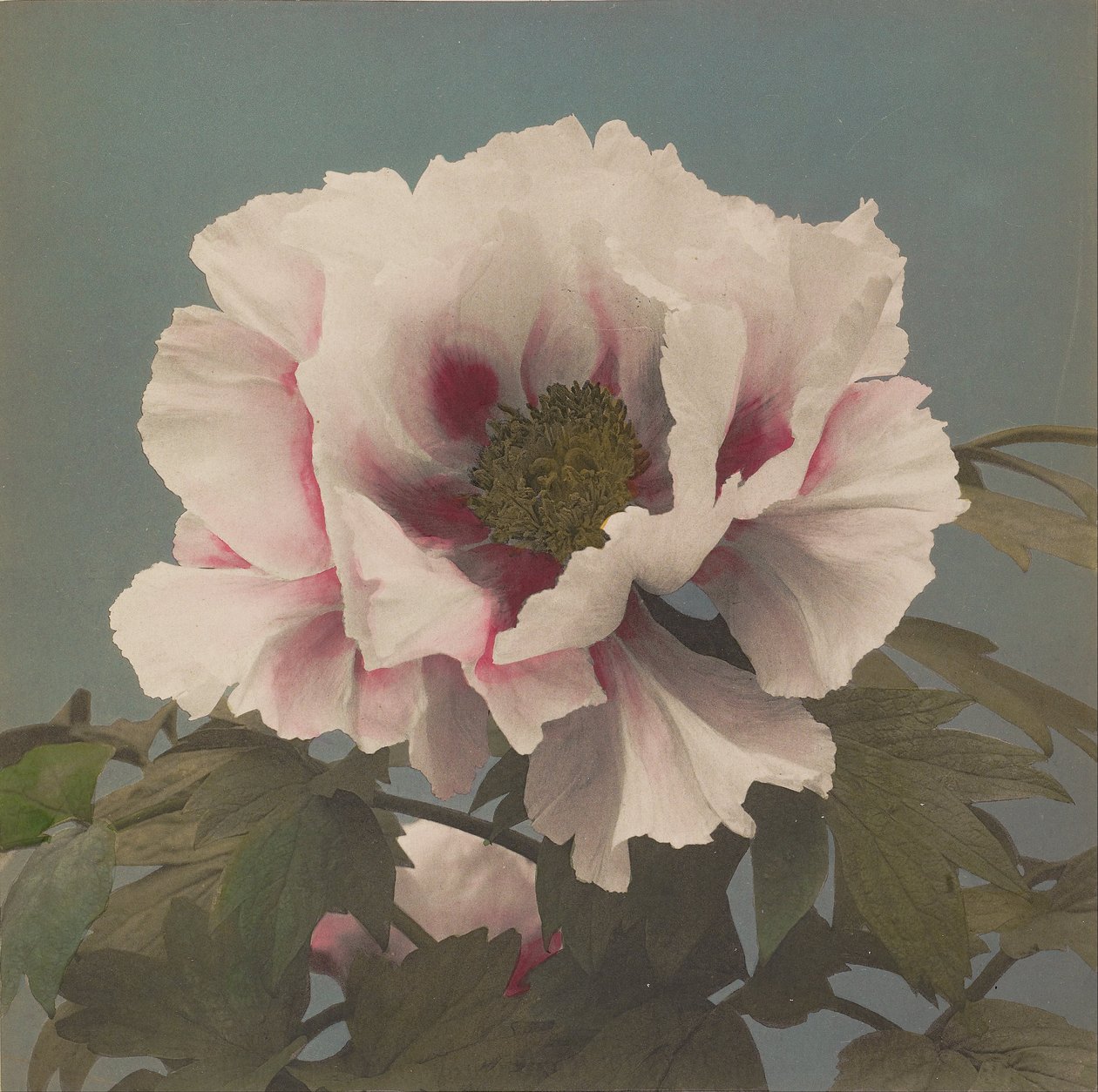 Baumpfingstrose von Ogawa Kazumasa