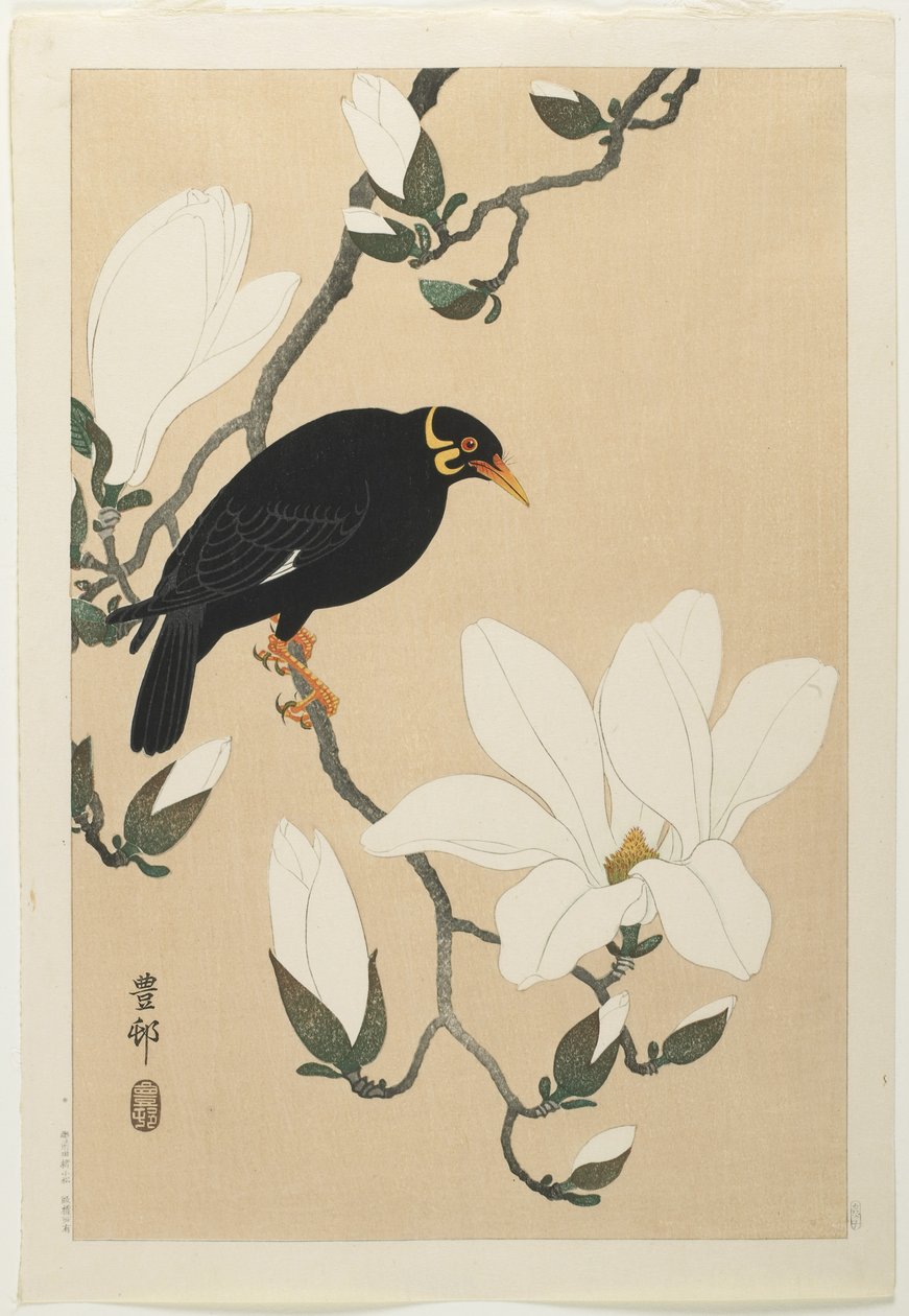 Hügelmaina auf einem Magnolienzweig, Mitte des 20. Jahrhunderts von Ohara Koson