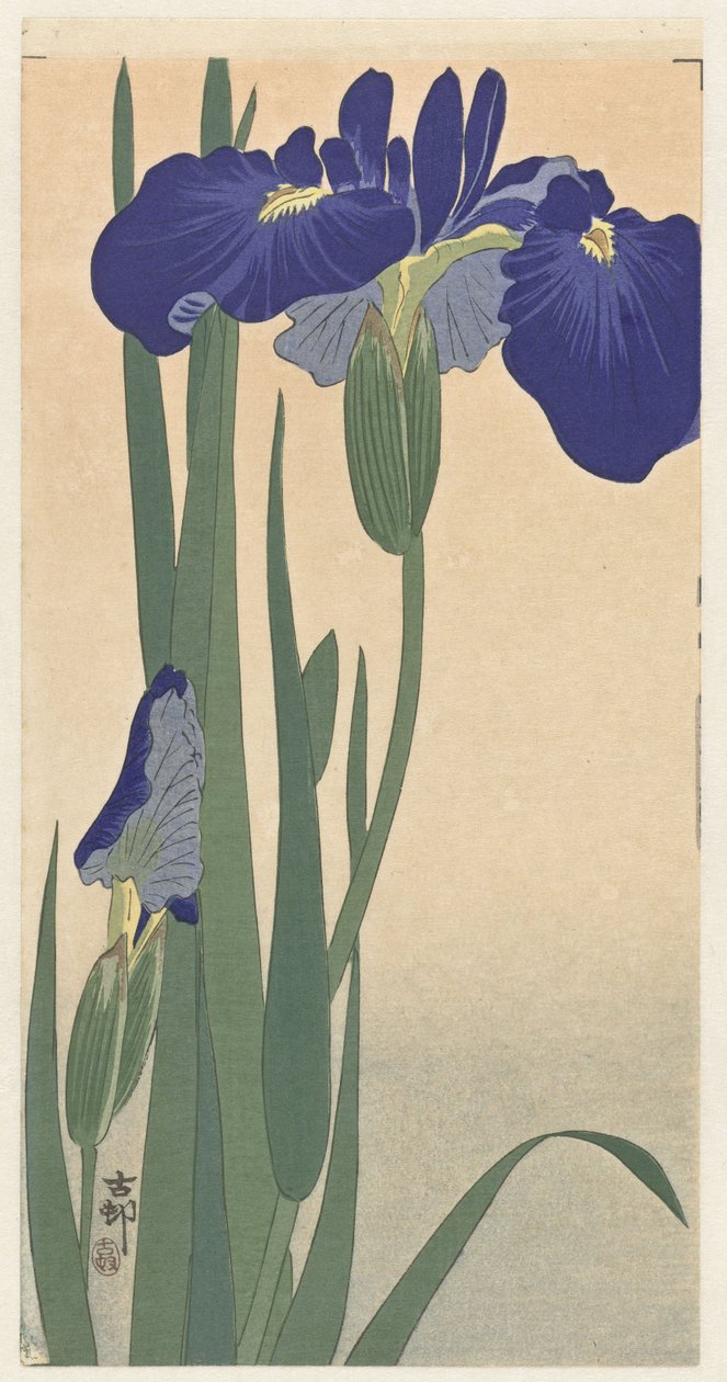 Blaue Schwertlilien, 1900-30 (Holzschnitt) von Ohara Koson