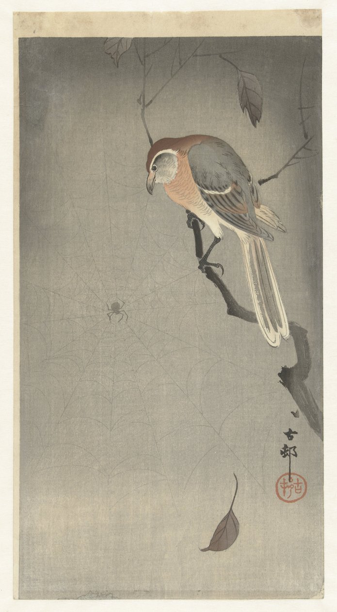 Buffelkopfwürger und Spinne von Ohara Koson