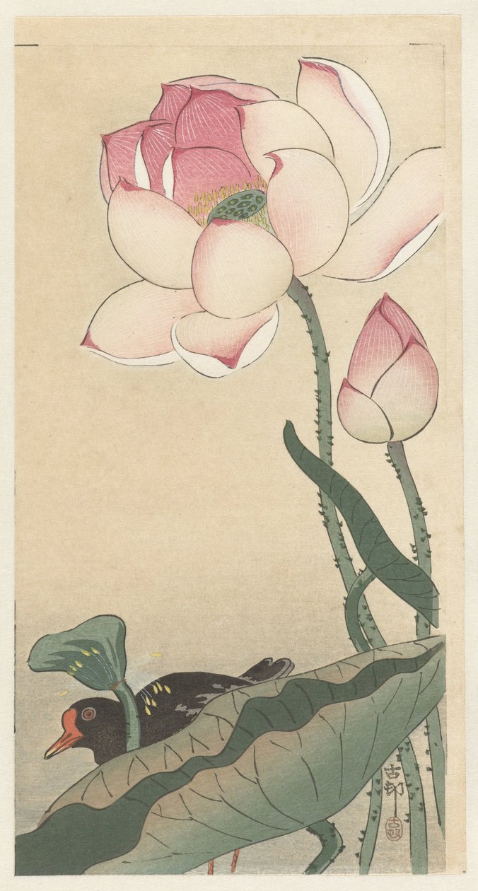 Gallinule mit Lotusblumen von Ohara Koson