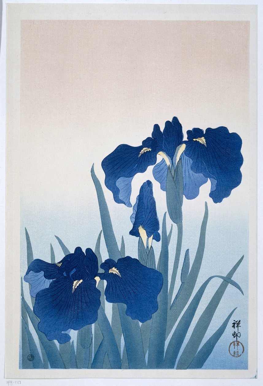 Schwertlilien, 1925-36 (Holzschnitt) von Ohara Koson