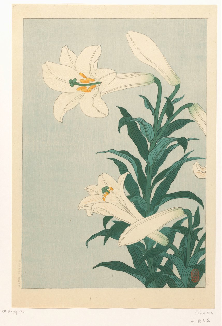 Lilien von Ohara Koson