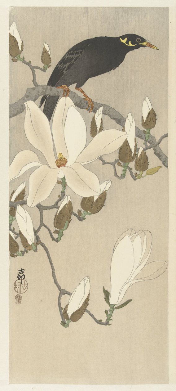 Myna auf Magnolienzweig von Ohara Koson