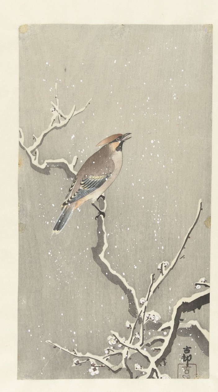 Seidenschwanz auf verschneitem Ast von Ohara Koson