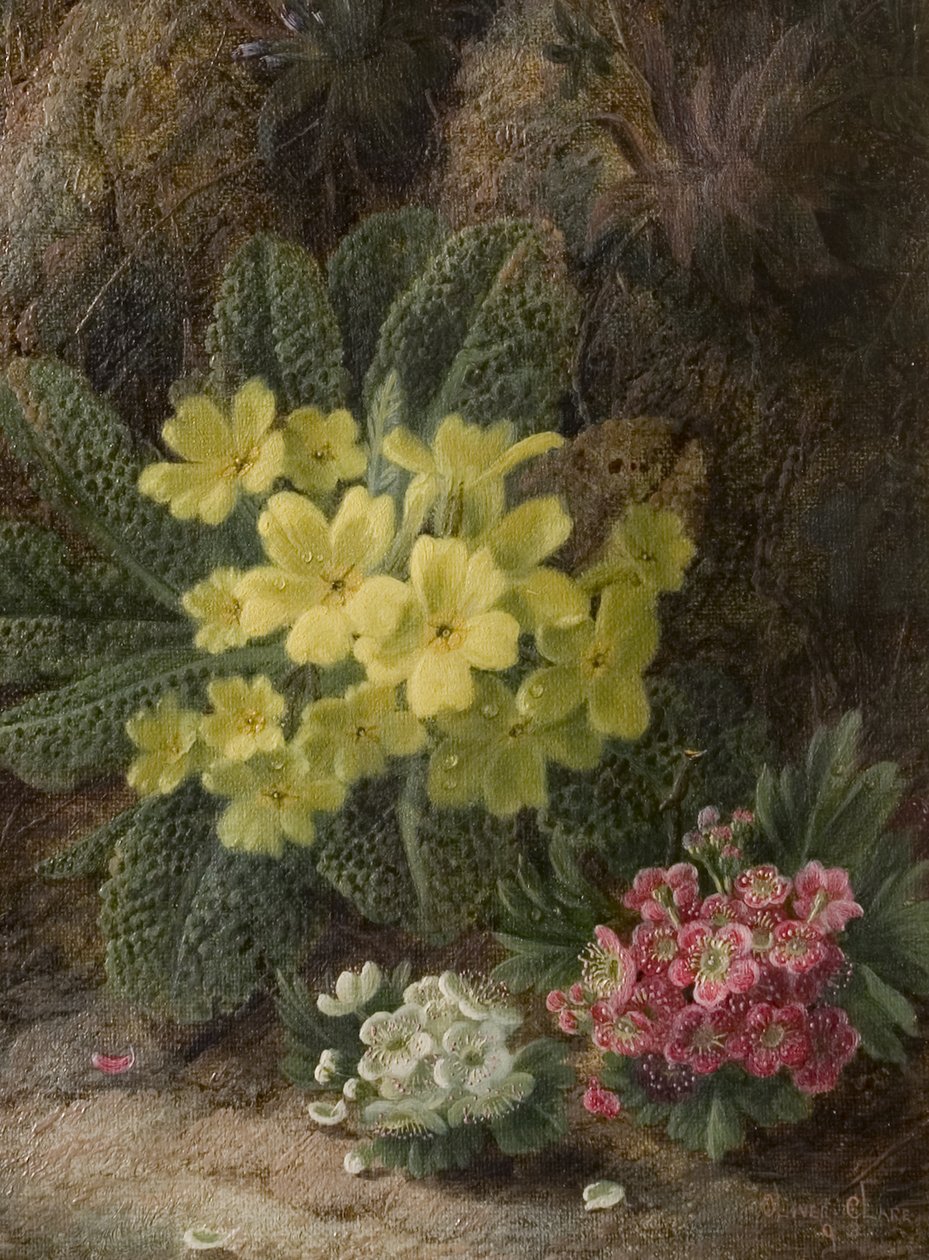 Primeln von Oliver Clare