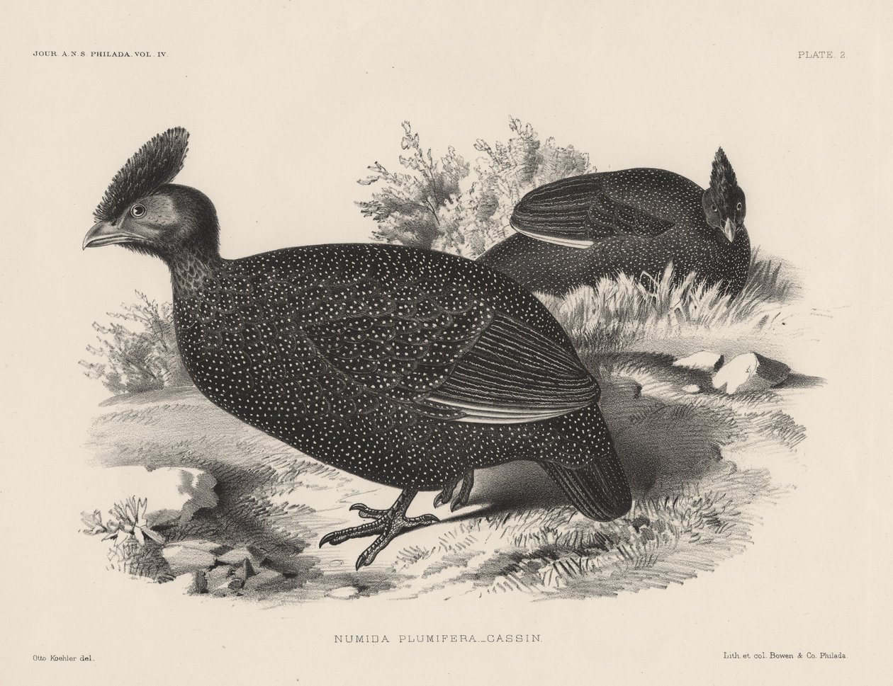 Numida Plumifera, Lithographie von Bowen und Co., 1850 von Otto Koehler