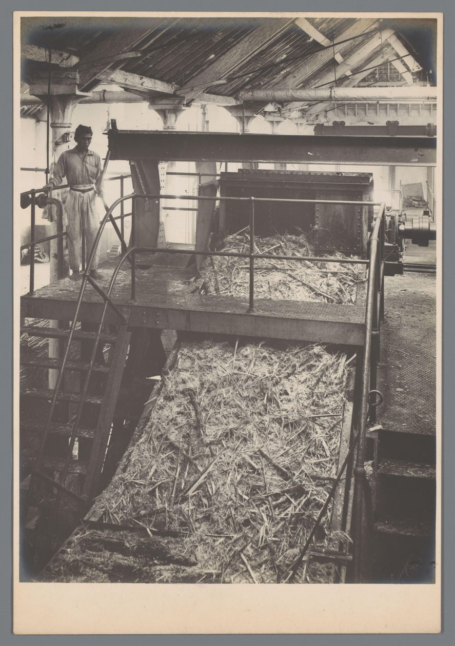 Zuckerrohrschneider bei der Arbeit von Otto Hisgen