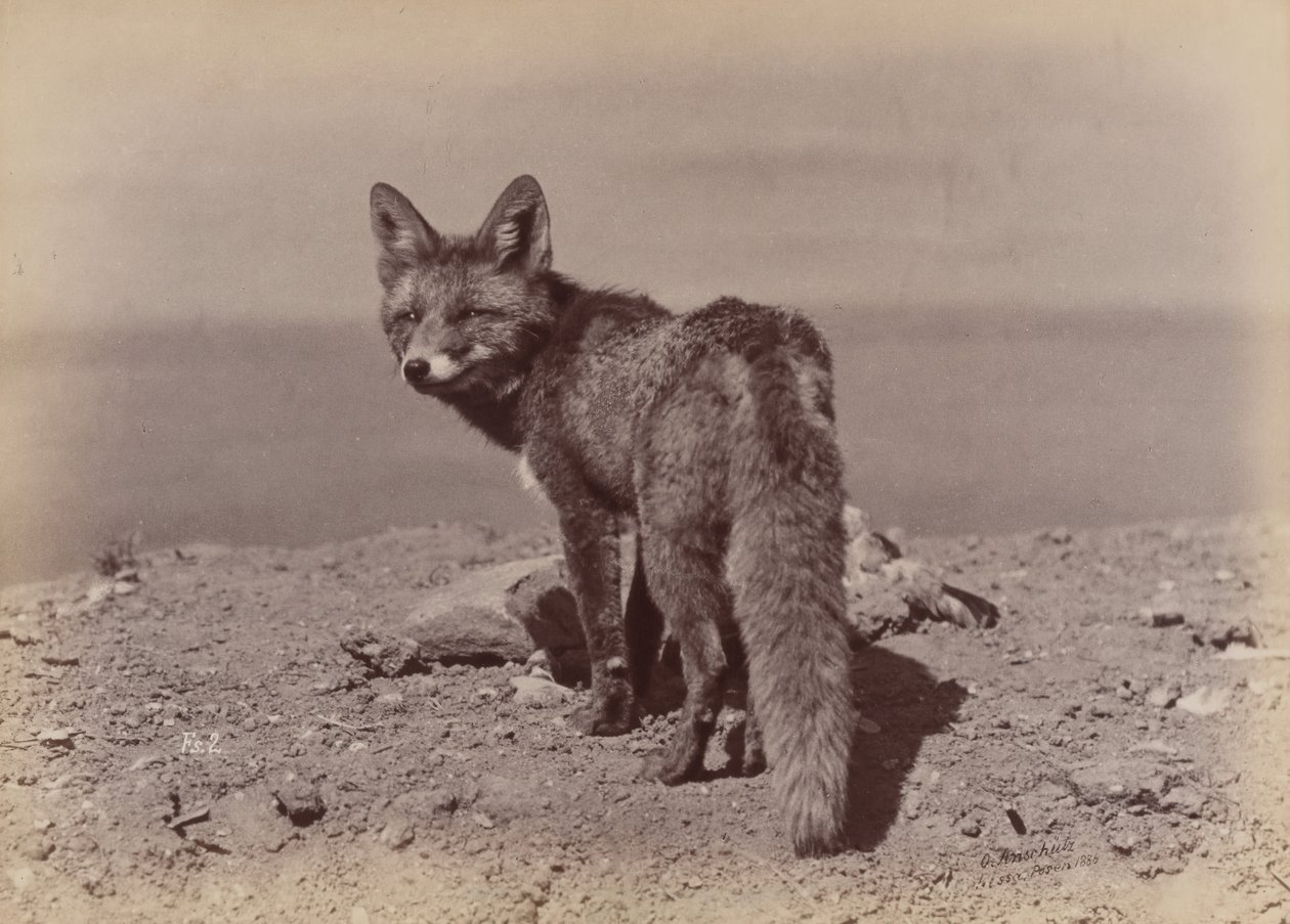 Fuchs, 1886 von Ottomar Anschütz