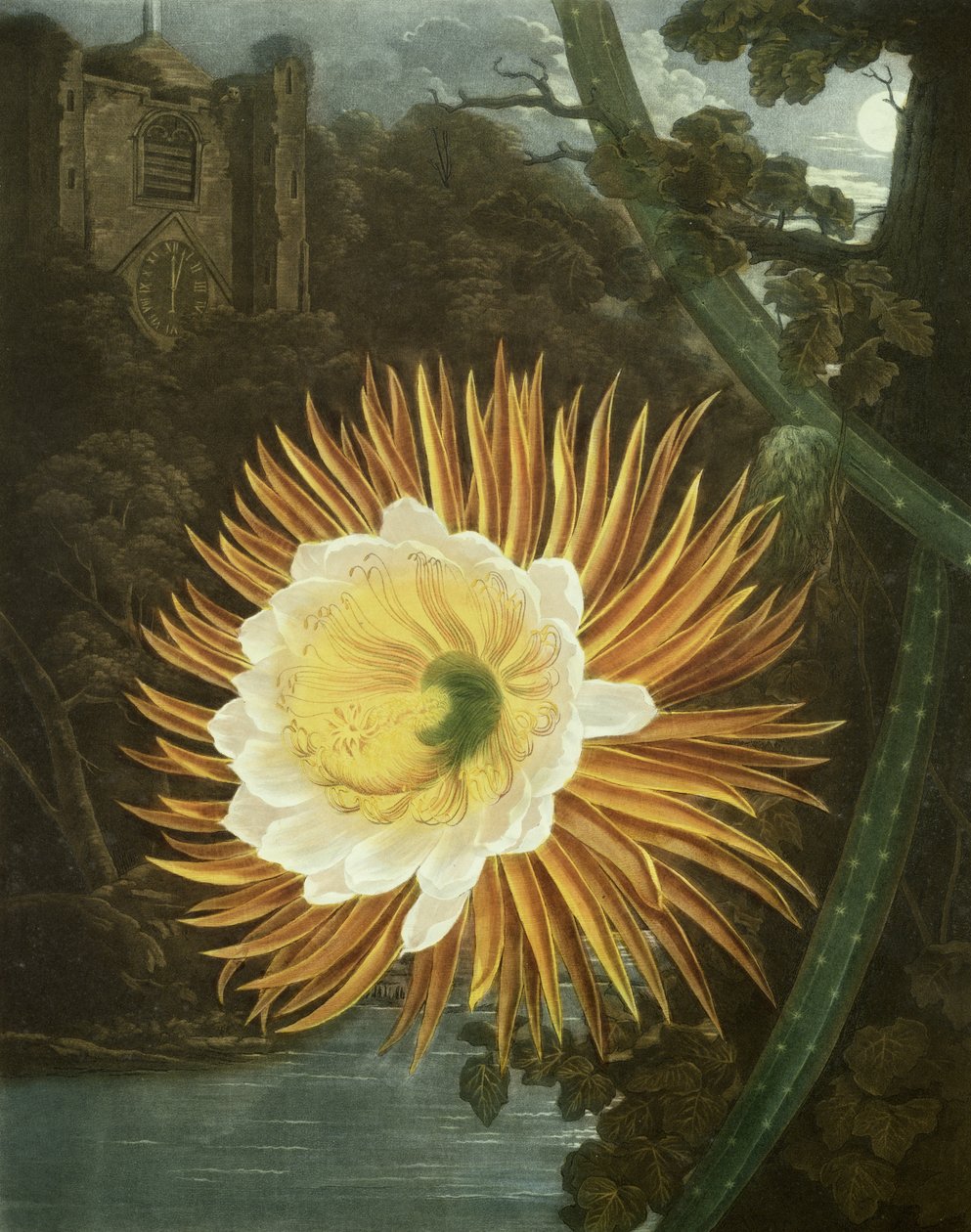 Die Nachtblühende Cereus oder Nachtblühender Kaktus, graviert von Dunkarton, aus 