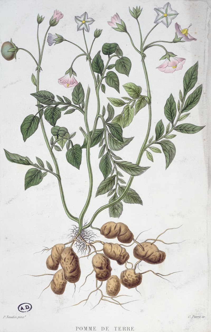 Kartoffelblüten von P Naudin