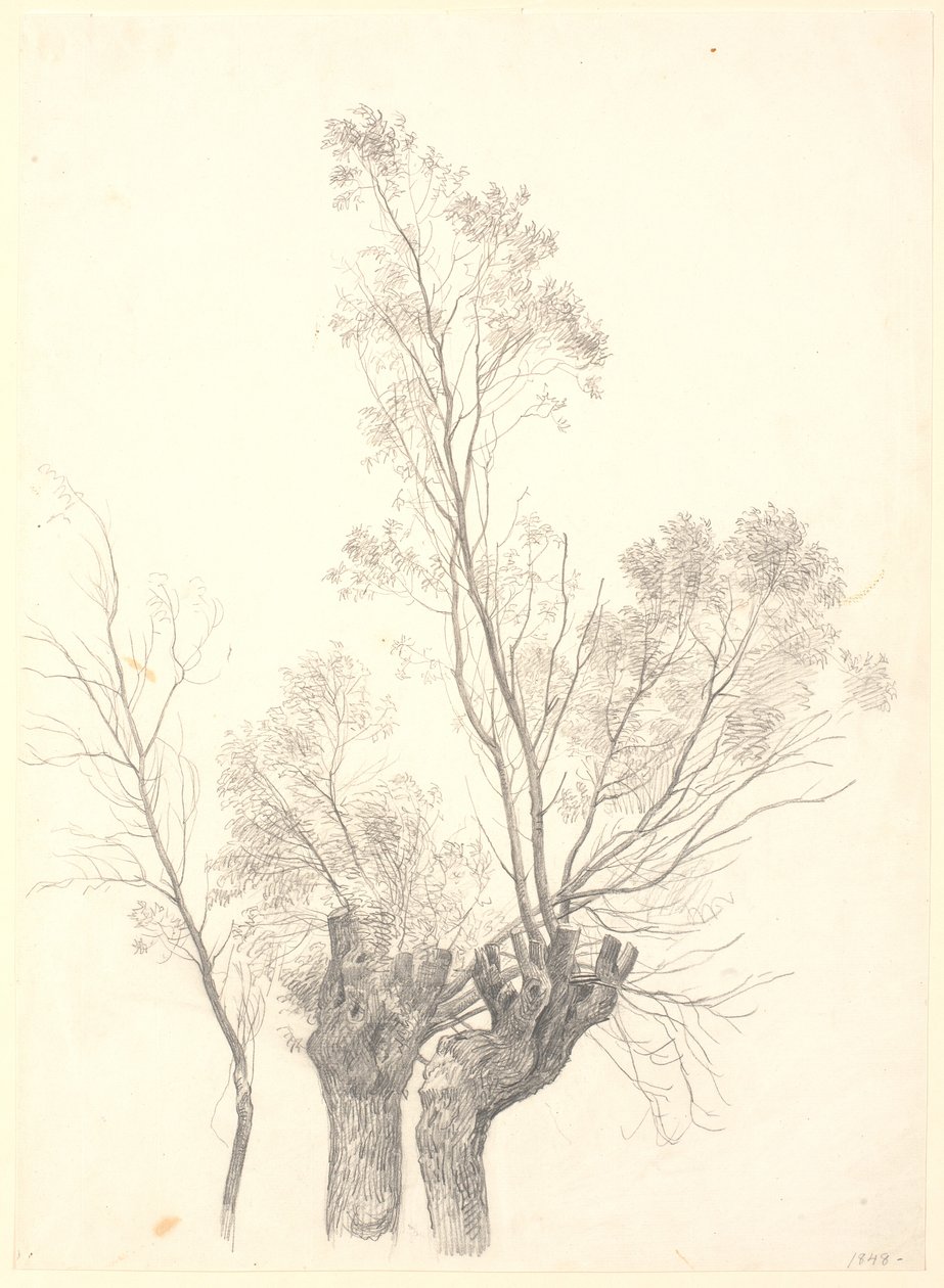 Studie von beschnittenen Weidenbäumen von P.C. Skovgaard