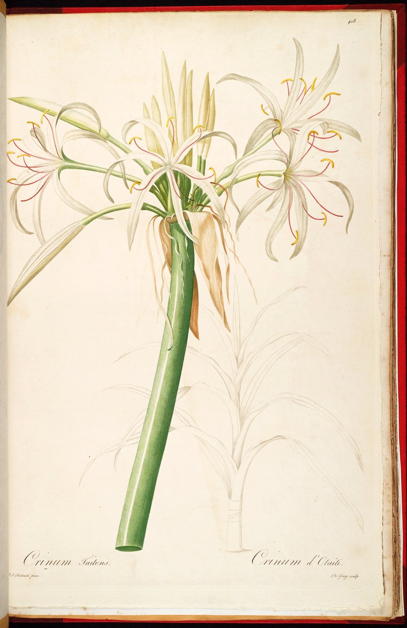 Crinum asiaticum var. pedunculatum von Pierre Joseph Redouté