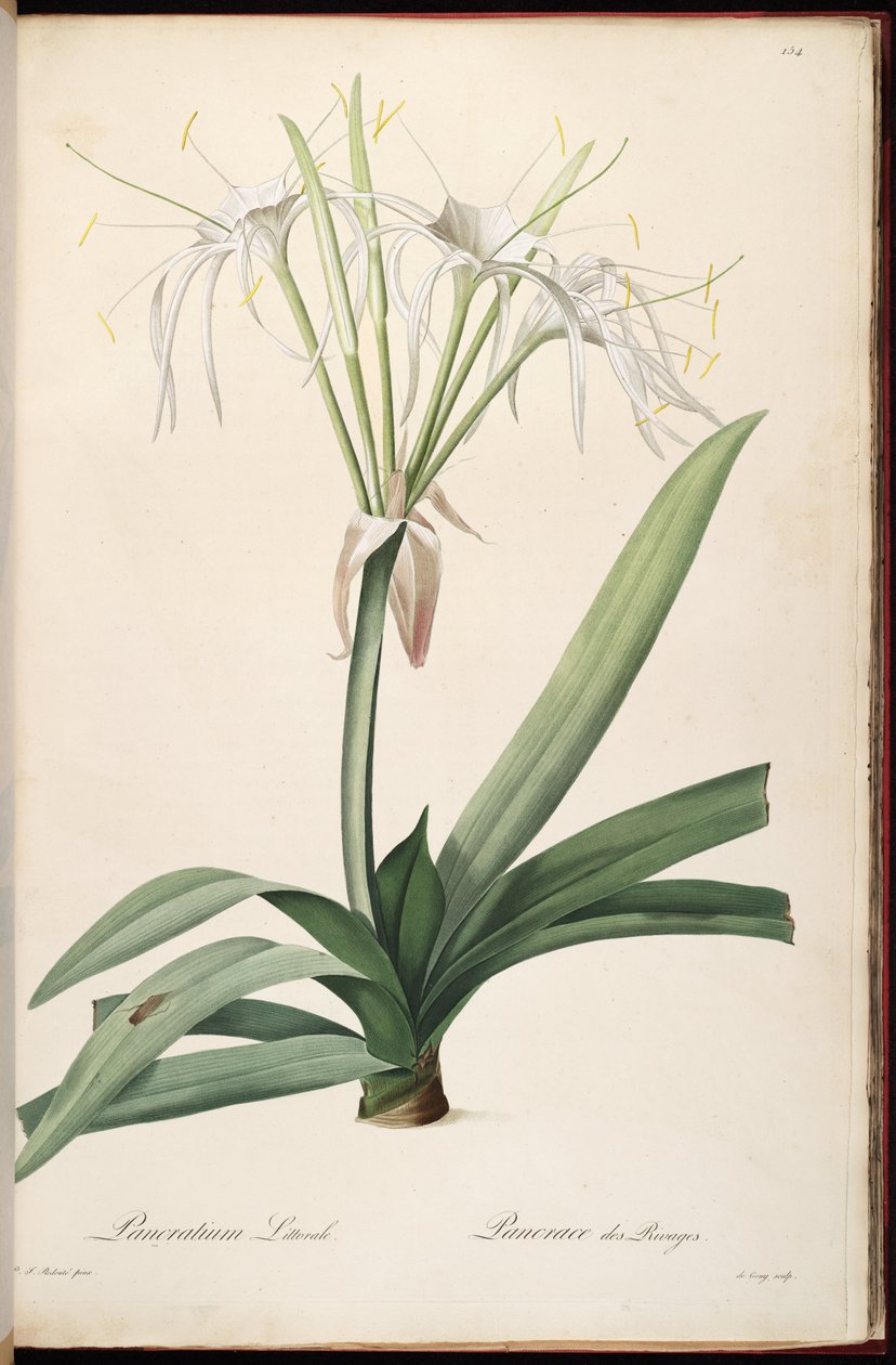 Hymenocallis littoralis von Pierre Joseph Redouté