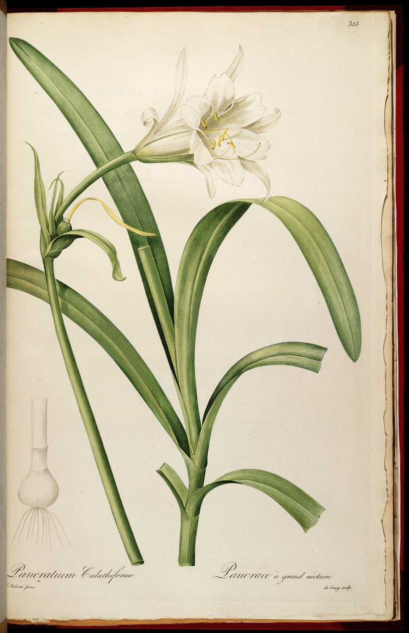 Ismene narcissiflora von Pierre Joseph Redouté