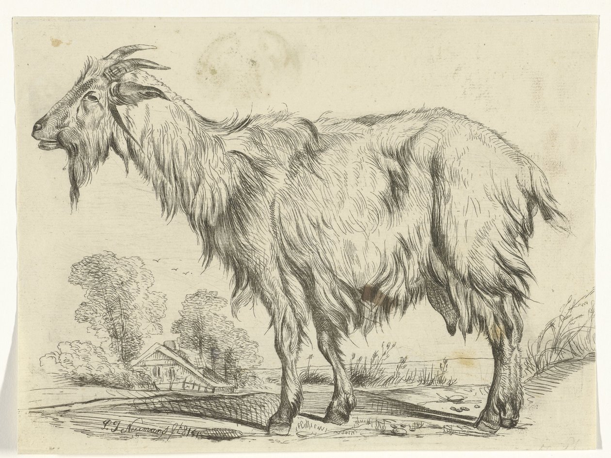 Stehende Ziege von P.J. Neumans